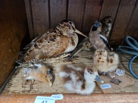 Six taxidermy birds; a woodcock, hawfinch, mistle thrush, black backed gull chic, duckling and a