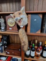 A mounted taxidermy fox head and tail.
