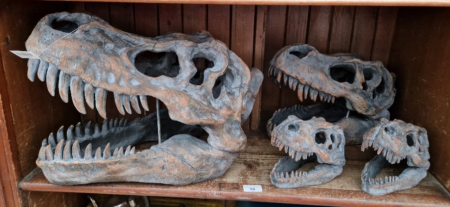 Four Nemesis Now Tyrannosaurus Rex skulls, largest length 51.5cm
