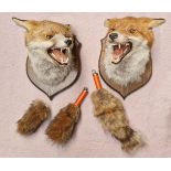 Two taxidermy fox heads mounted on shield backs, both with brushes.