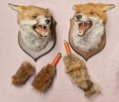 Two taxidermy fox heads mounted on shield backs, both with brushes.