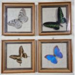 A set of four framed butterflies.