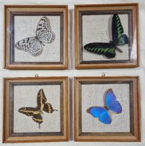 A set of four framed butterflies.