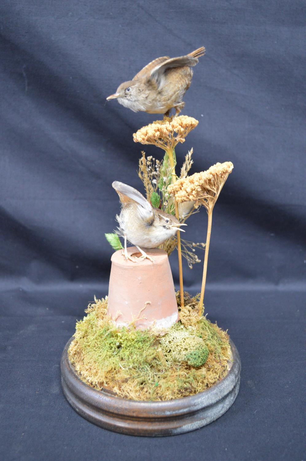 Taxidermy - two Eurasian Wrens in naturalistic setting housed under a glass dome and standing on