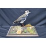 Taxidermy - Lapwing in naturalistic setting and housed in glass display case, standing on wooden