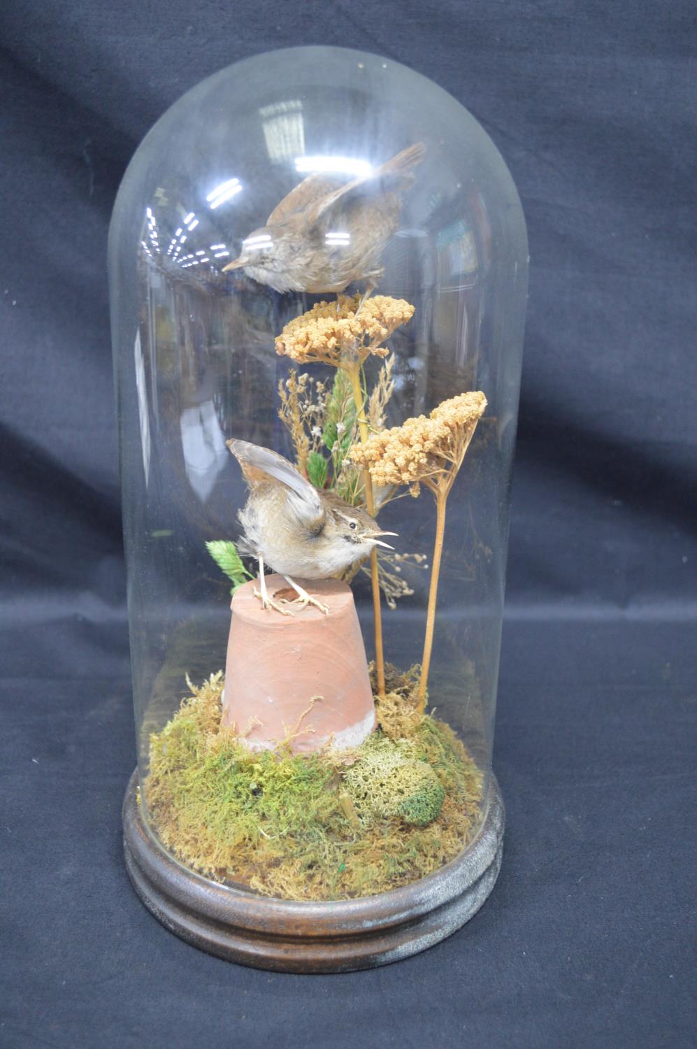 Taxidermy - two Eurasian Wrens in naturalistic setting housed under a glass dome and standing on - Image 5 of 5