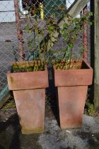 Pair of tall square terracotta style plant pots potted with roses - 37cm x 71cm tall Please note