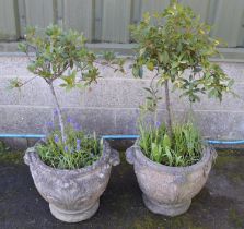 Pair of circular planters potted with bay trees - 52cm x 43cm tall Please note descriptions are