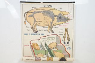 Mid Century French anatomical poster being double sided featuring 'Le Porc' and 'Le Chat', with