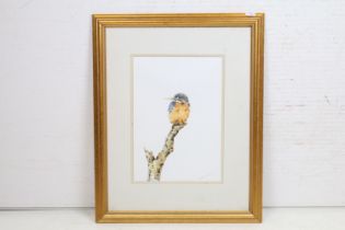 Christopher Hughes Watercolour, Fine Wildlife Study of a Kingfisher perched on a branch, 32.5cm x