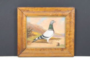 Maple Framed Oil Painting Study of a Racing Pigeon in a highland landscape, 18.5cm x 23.5cm