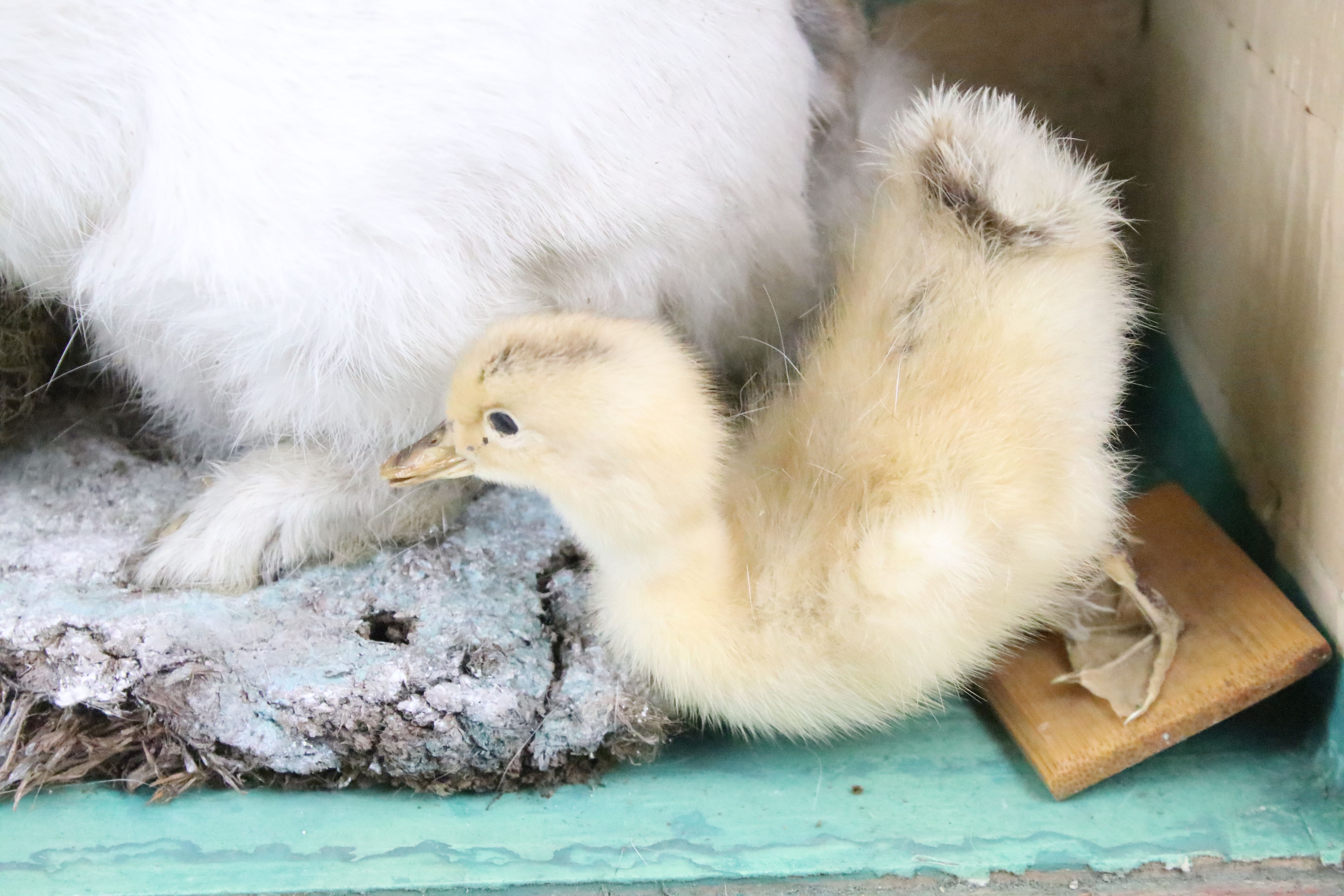 Taxidermy - A taxidermy rabbit and two ducklings in a naturalistic style setting, housed within a - Image 4 of 5