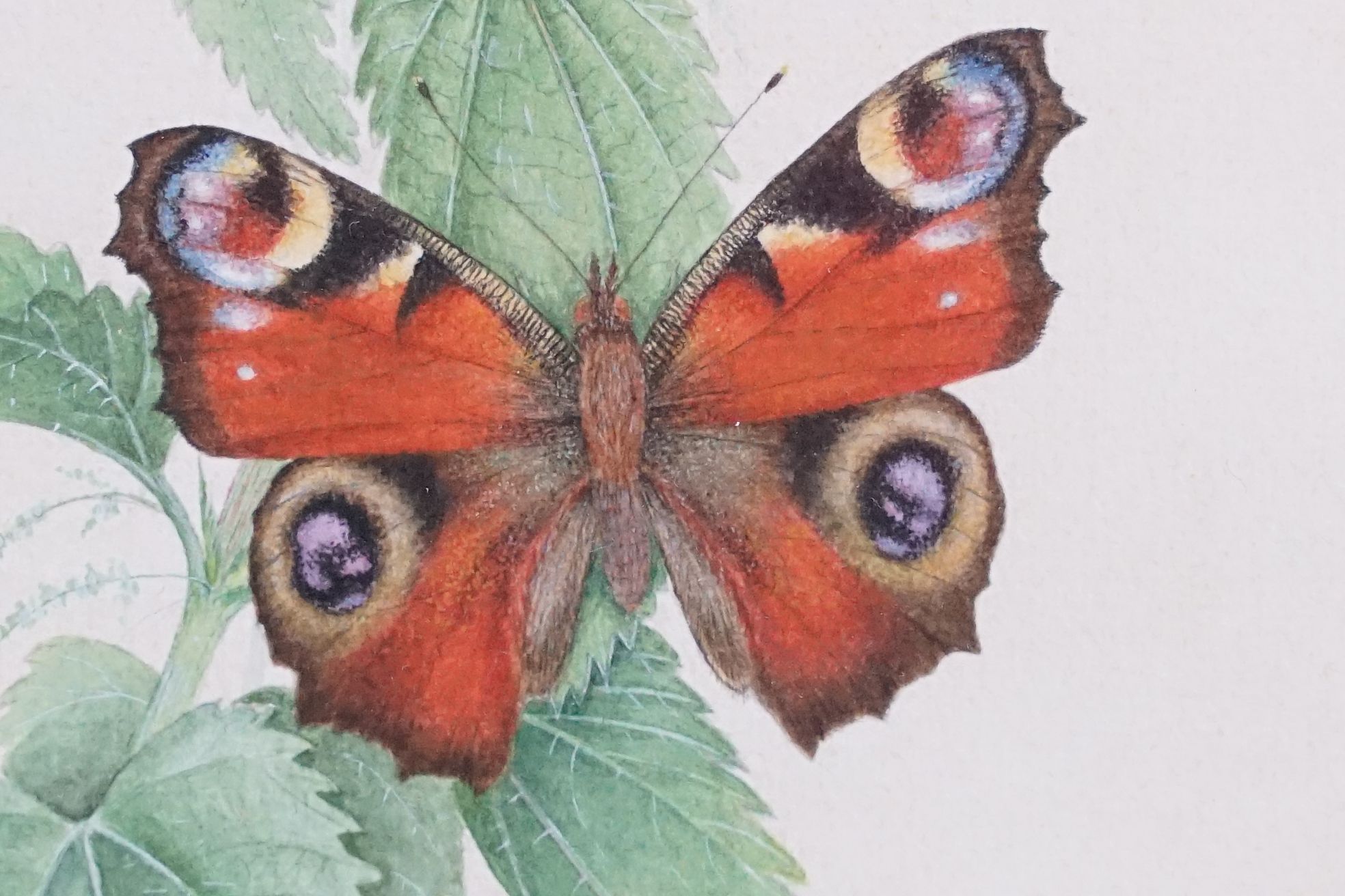 David J Buckle, 20th century Pair of Watercolour Studies of Butterflies and Fauna, signed, both 24cm - Image 3 of 8
