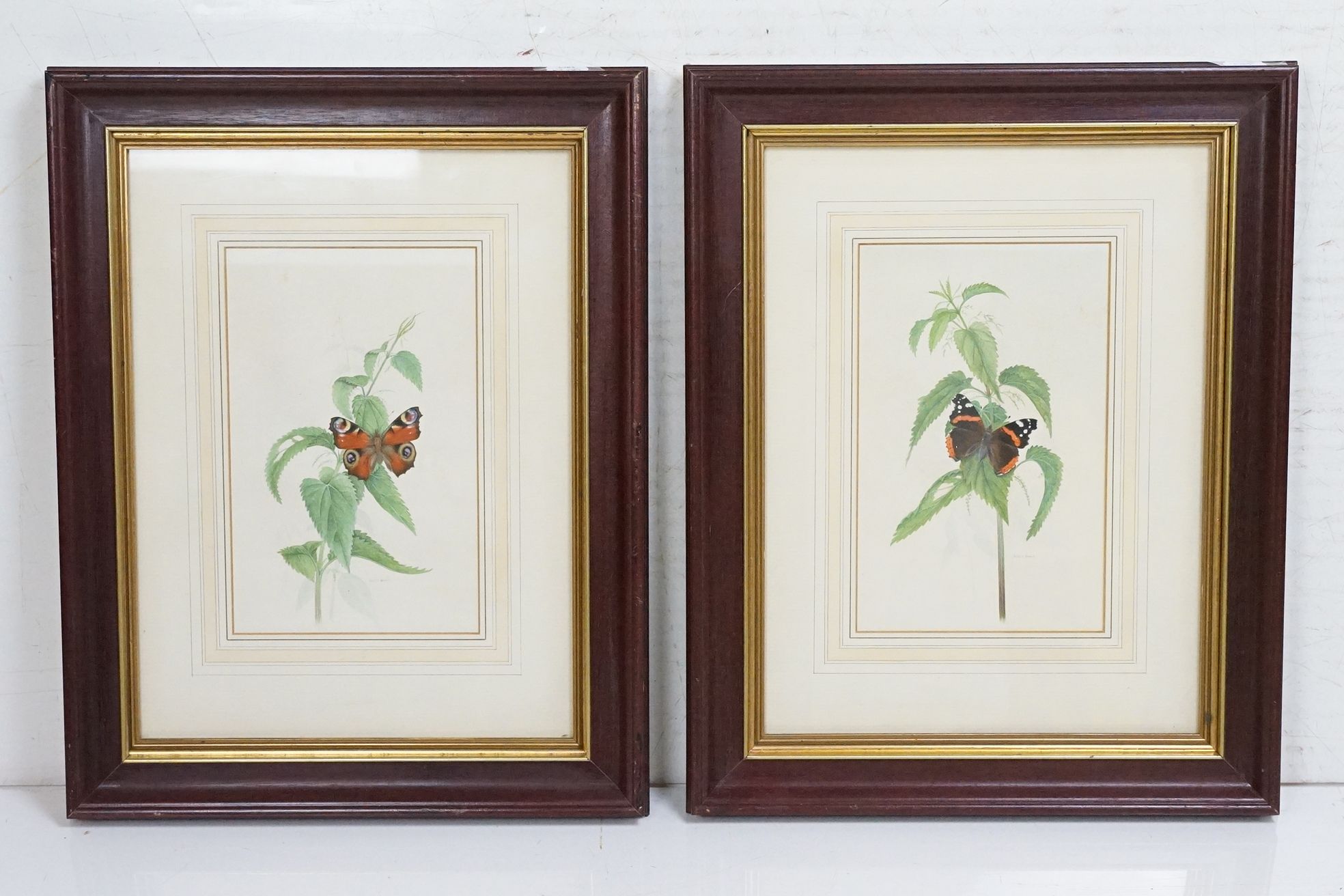 David J Buckle, 20th century Pair of Watercolour Studies of Butterflies and Fauna, signed, both 24cm