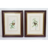 David J Buckle, 20th century Pair of Watercolour Studies of Butterflies and Fauna, signed, both 24cm