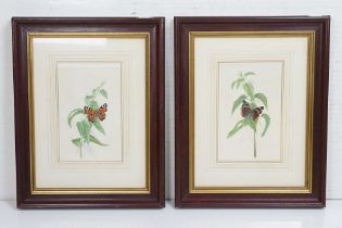 David J Buckle, 20th century Pair of Watercolour Studies of Butterflies and Fauna, signed, both 24cm