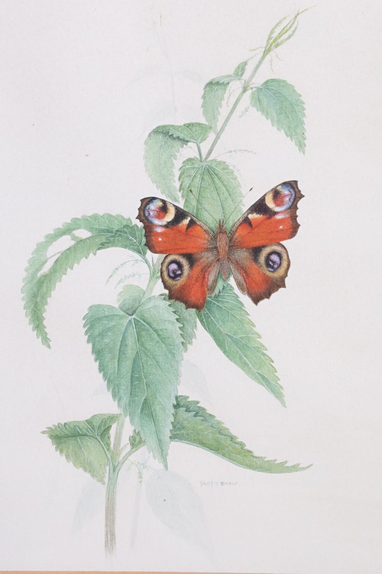 David J Buckle, 20th century Pair of Watercolour Studies of Butterflies and Fauna, signed, both 24cm - Image 2 of 8