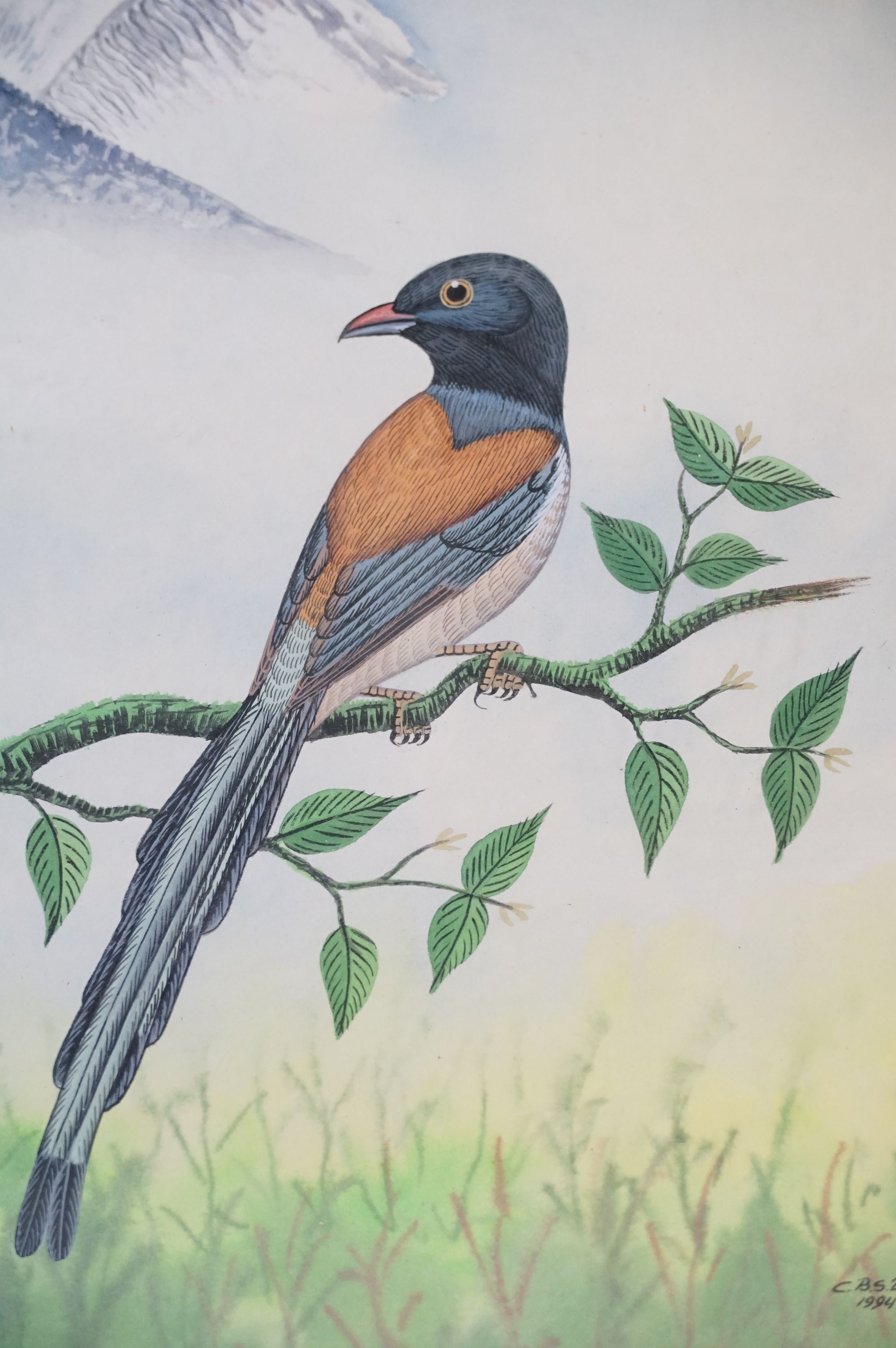 C.B.S Dangol, set of Three Watercolour Studies of Exotic Birds in their habitat - Image 5 of 9