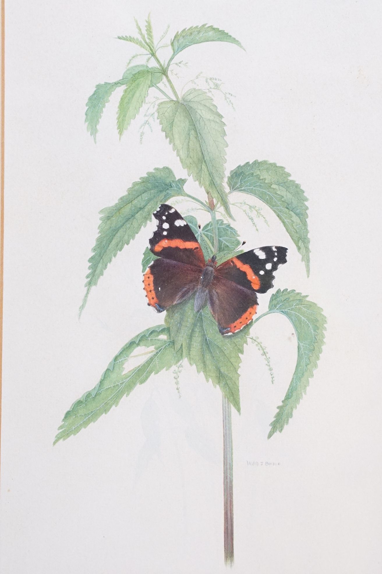 David J Buckle, 20th century Pair of Watercolour Studies of Butterflies and Fauna, signed, both 24cm - Image 5 of 8