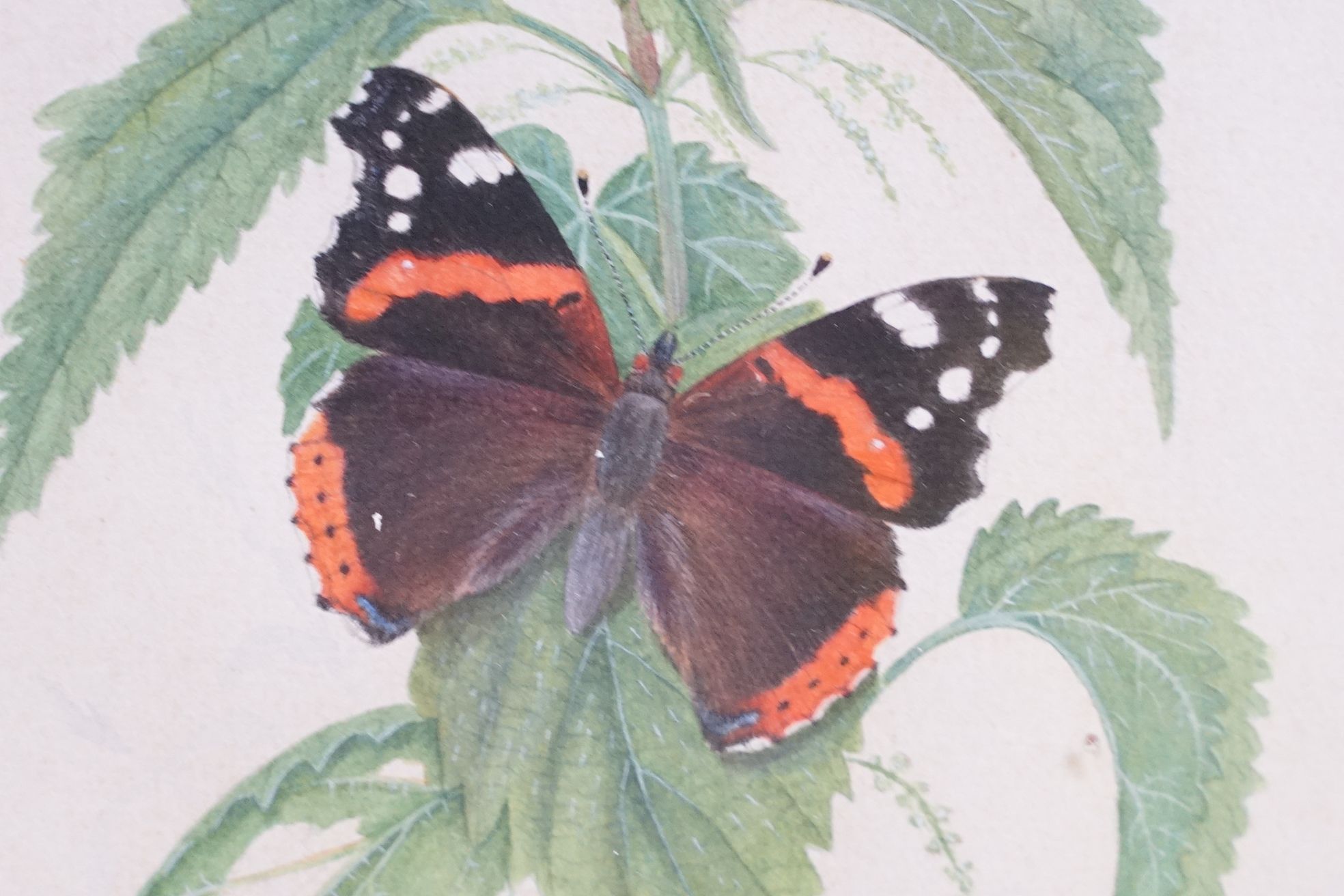 David J Buckle, 20th century Pair of Watercolour Studies of Butterflies and Fauna, signed, both 24cm - Image 6 of 8