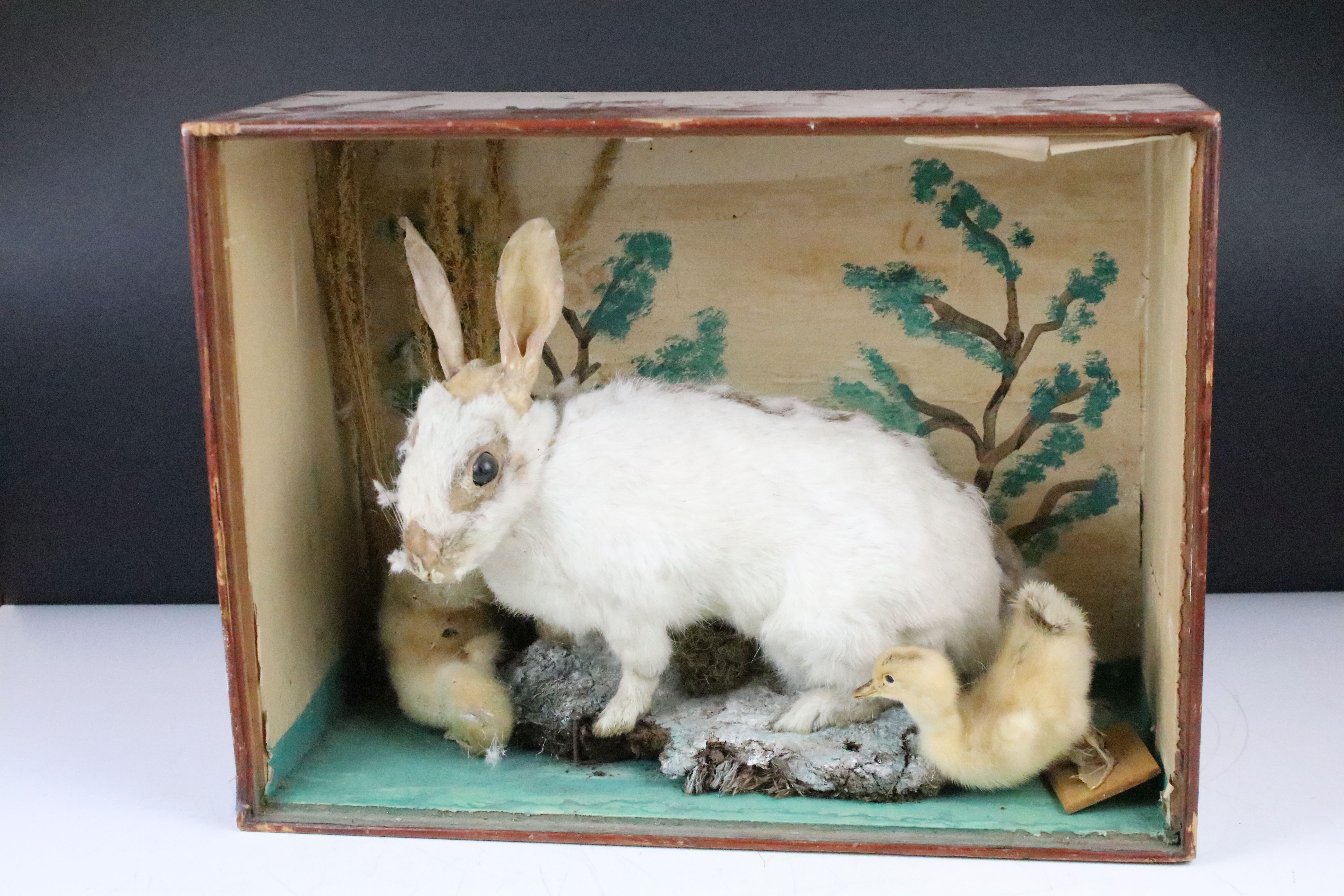 Taxidermy - A taxidermy rabbit and two ducklings in a naturalistic style setting, housed within a