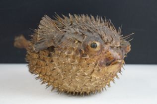 A taxidermy Puffer Fish, measures approx 29cm long