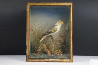 Taxidermy - A Goldfinch perched in a naturalistic setting, housed within an ebonised & glazed wooden