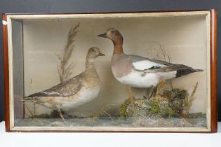 Taxidermy - Two Eider Ducks standing in a naturalistic setting, housed within a glazed case.