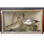 Taxidermy - Two Eider Ducks standing in a naturalistic setting, housed within a glazed case.