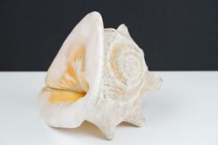 Large tropical conch shell, approx 27cm long