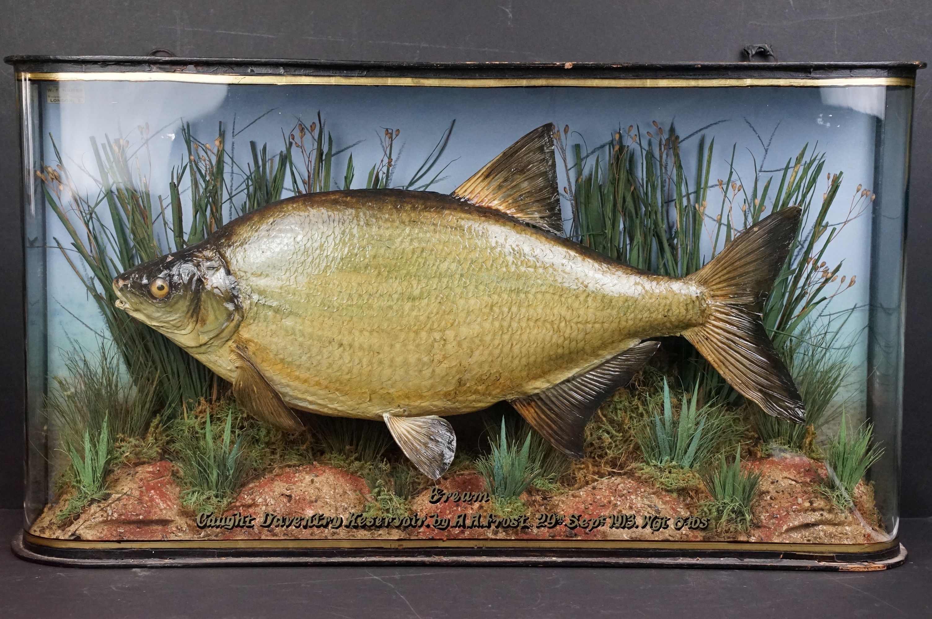 Taxidermy - An early 20th century taxidermy Bream, preserved by W. F. Homer (preserver label to case