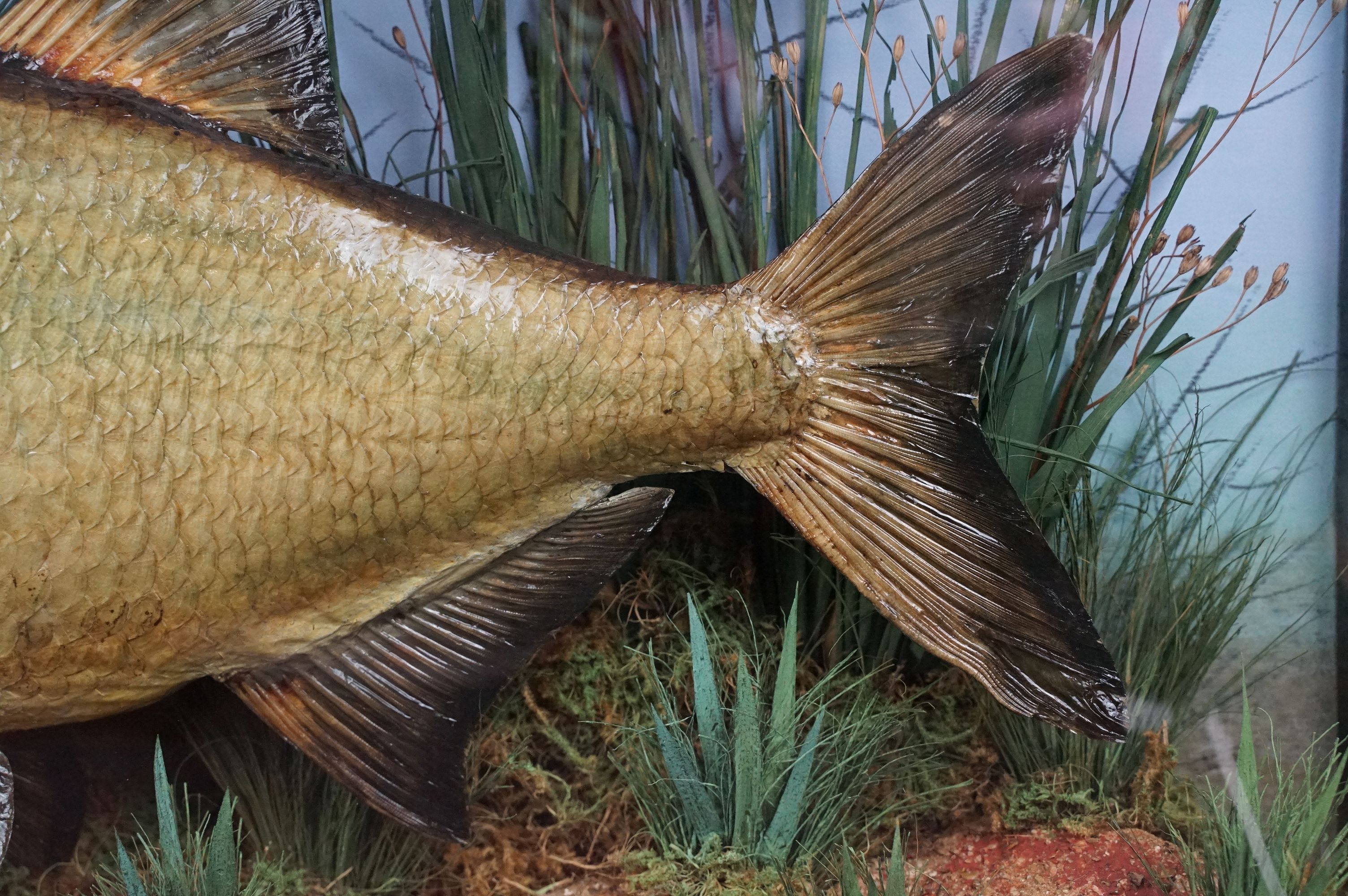 Taxidermy - An early 20th century taxidermy Bream, preserved by W. F. Homer (preserver label to case - Image 5 of 11