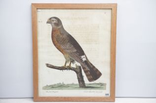 Reproduction ' The Cock Ringtail ' print depicting a falcon perched on a branch after original