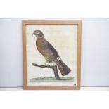 Reproduction ' The Cock Ringtail ' print depicting a falcon perched on a branch after original