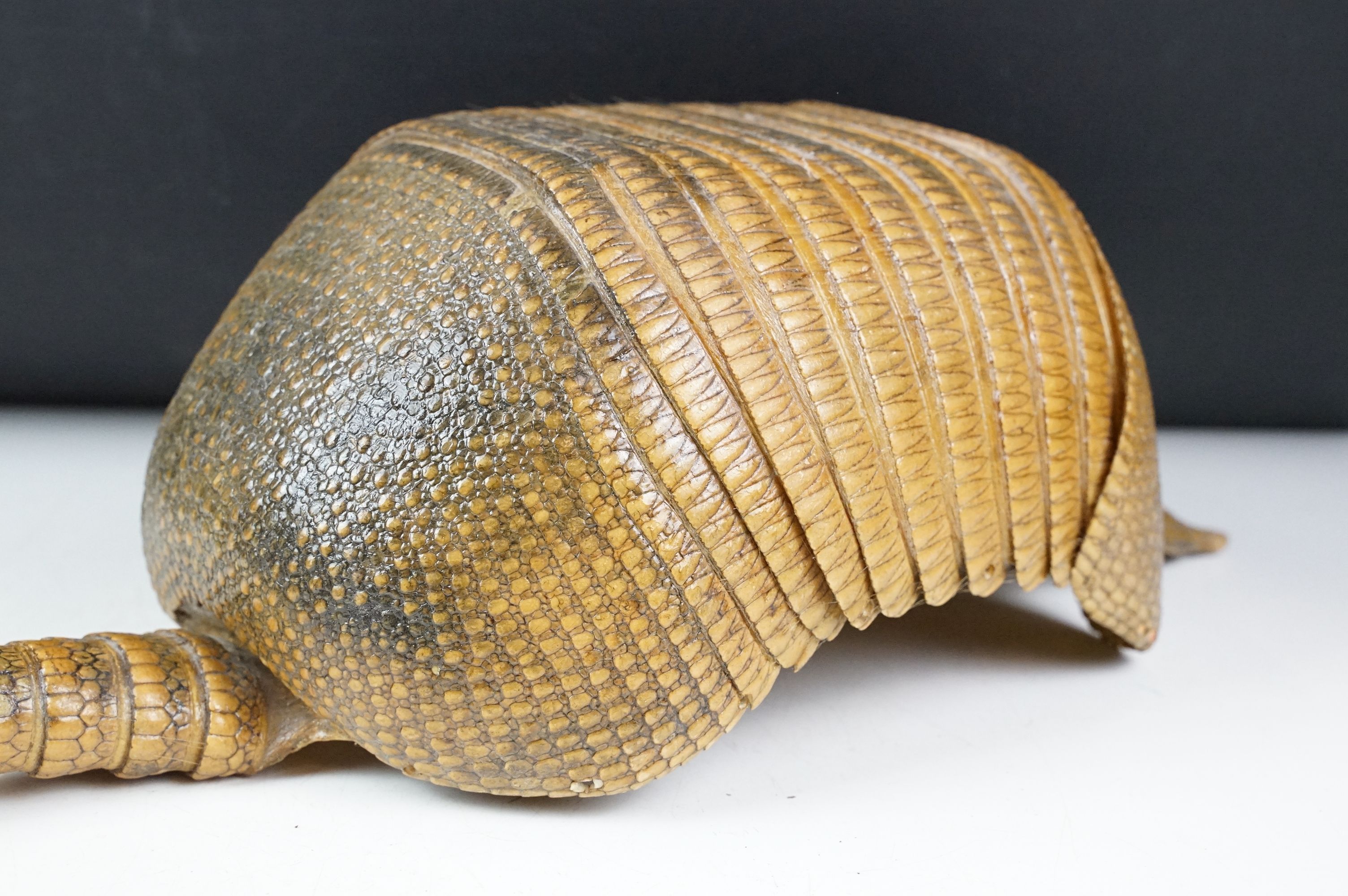Taxidermy - A taxidermy armadillo shell, approx 68cm long - Image 7 of 11