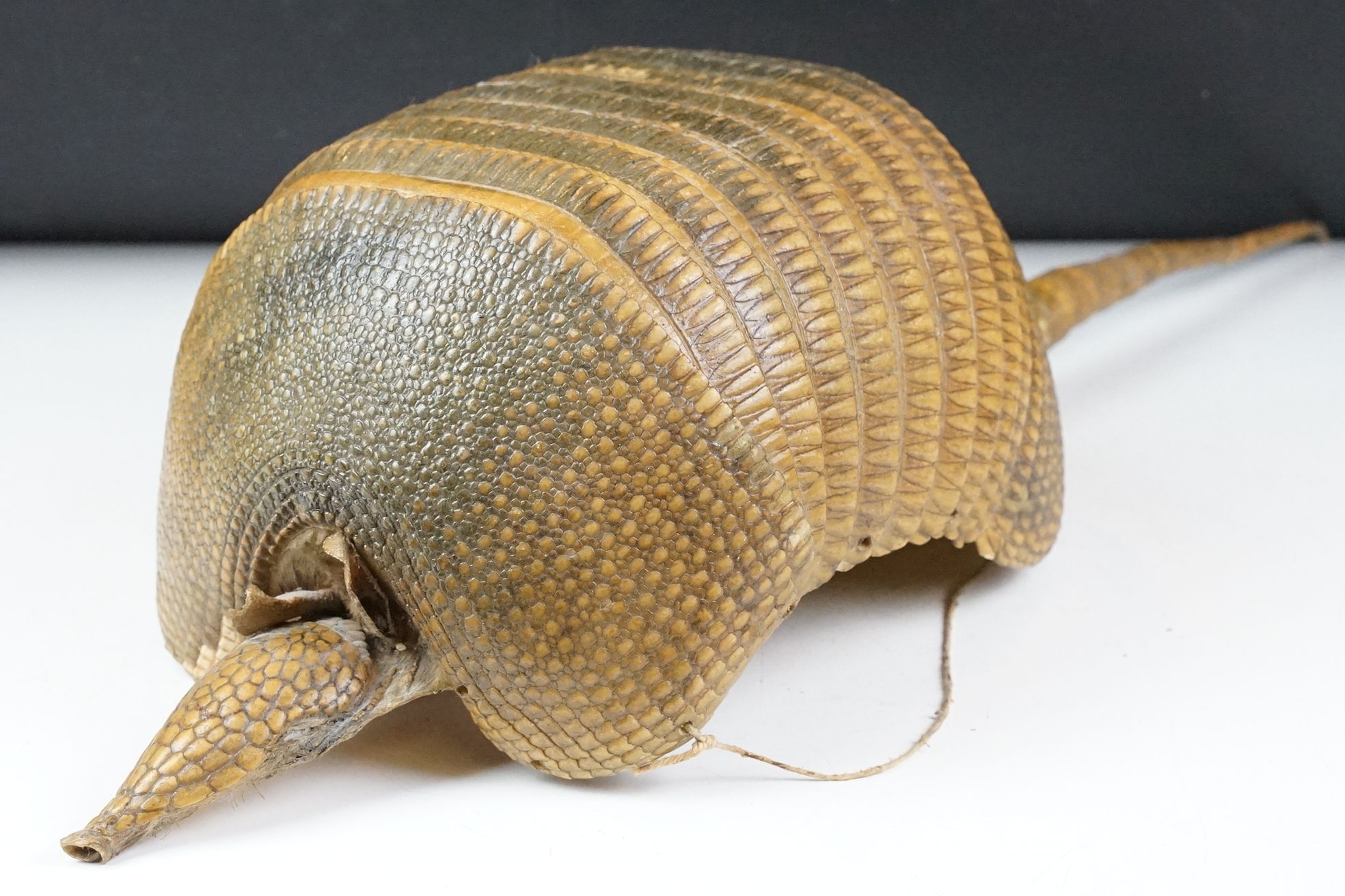 Taxidermy - A taxidermy armadillo shell, approx 68cm long - Image 2 of 11