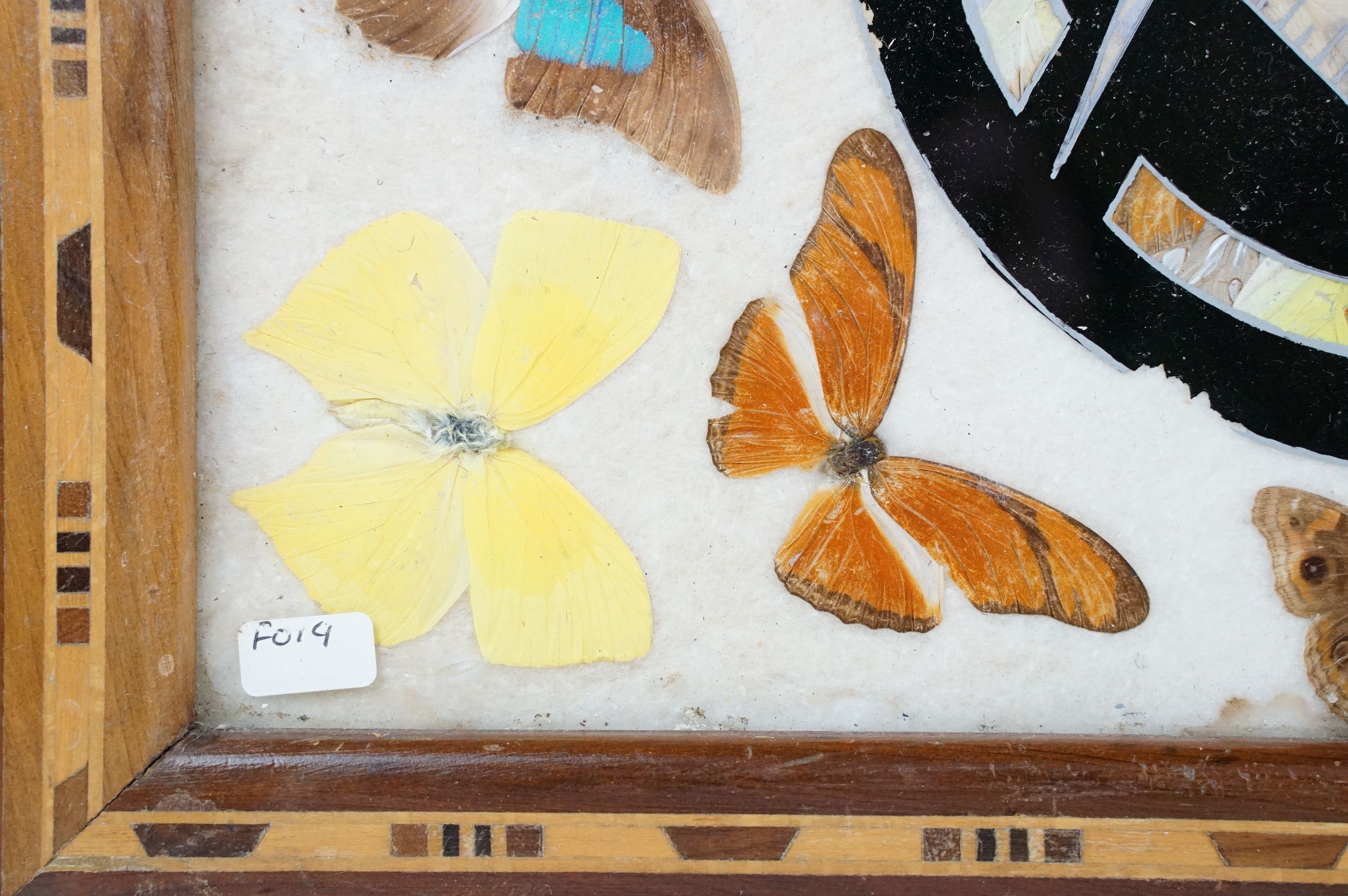 Early 20th century inlaid wooden tray with butterfly specimens and masonic butterfly wing emblem - Image 5 of 11