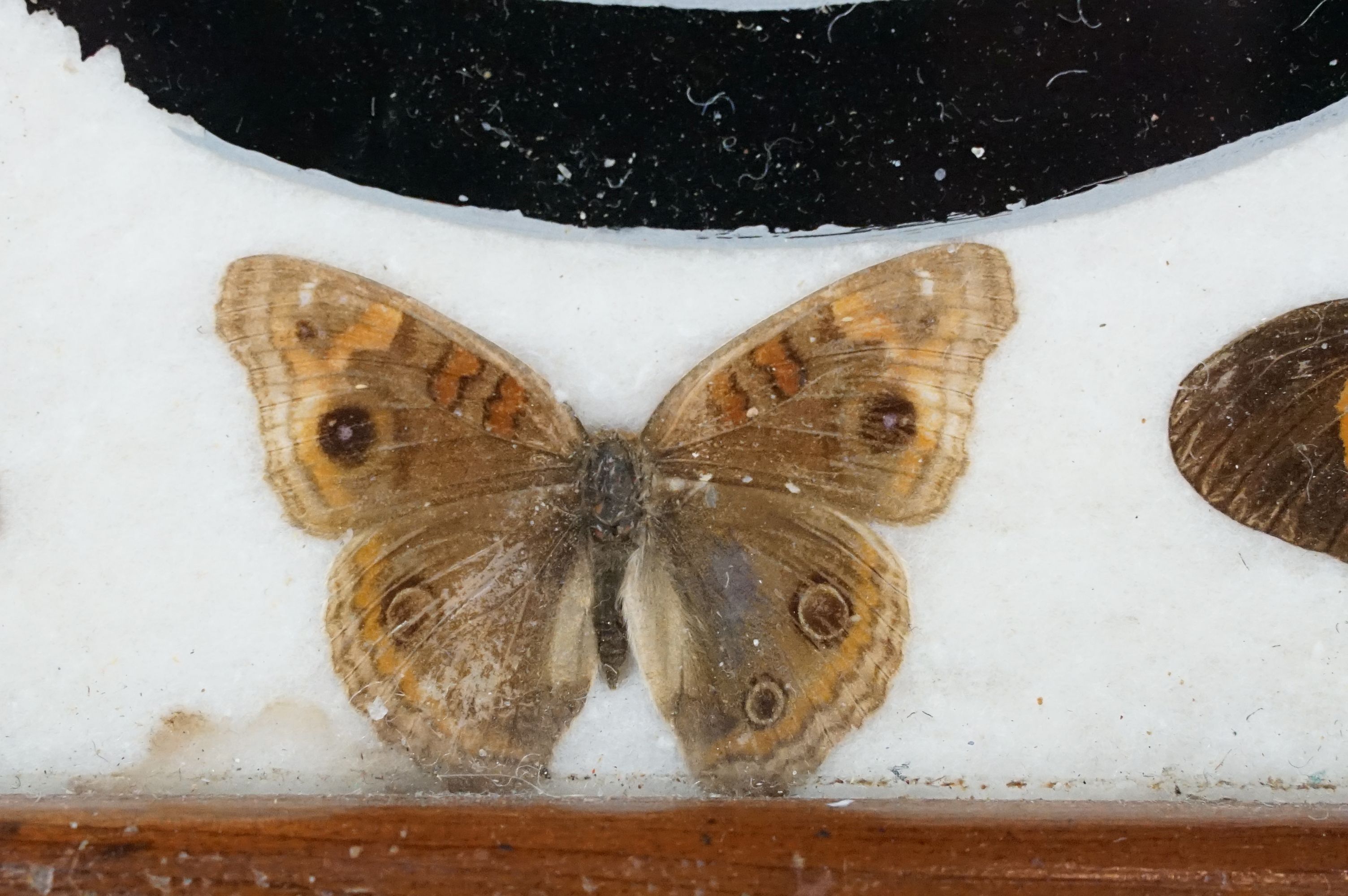 Early 20th century inlaid wooden tray with butterfly specimens and masonic butterfly wing emblem - Image 9 of 11