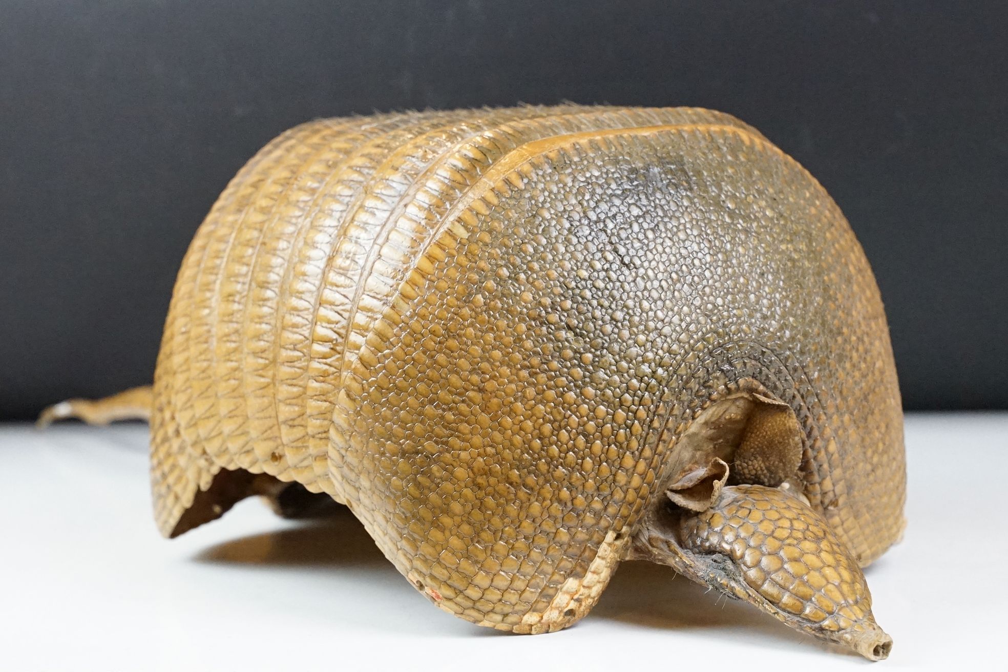 Taxidermy - A taxidermy armadillo shell, approx 68cm long