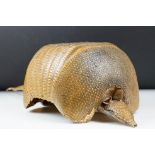 Taxidermy - A taxidermy armadillo shell, approx 68cm long