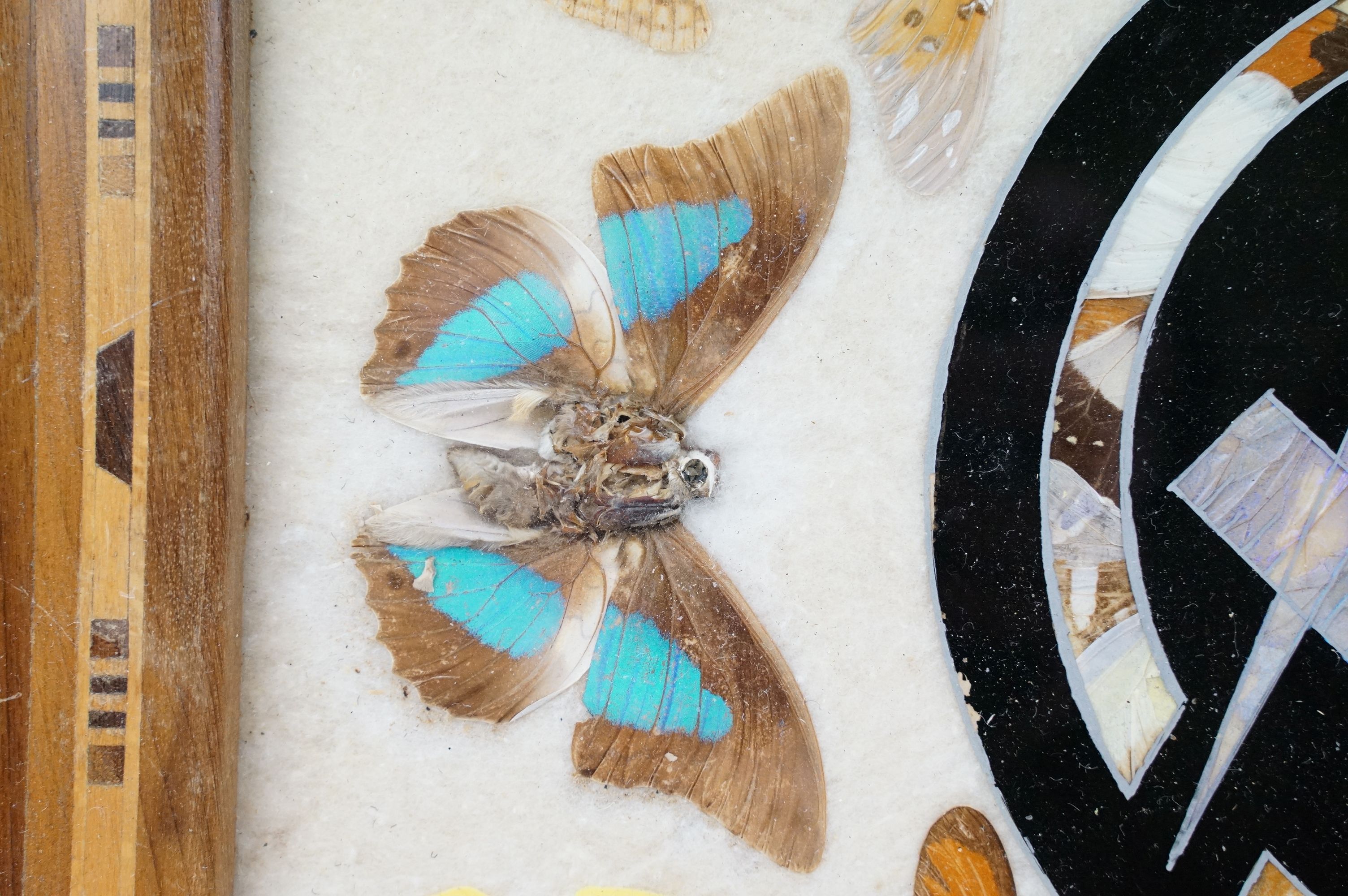Early 20th century inlaid wooden tray with butterfly specimens and masonic butterfly wing emblem - Image 4 of 11