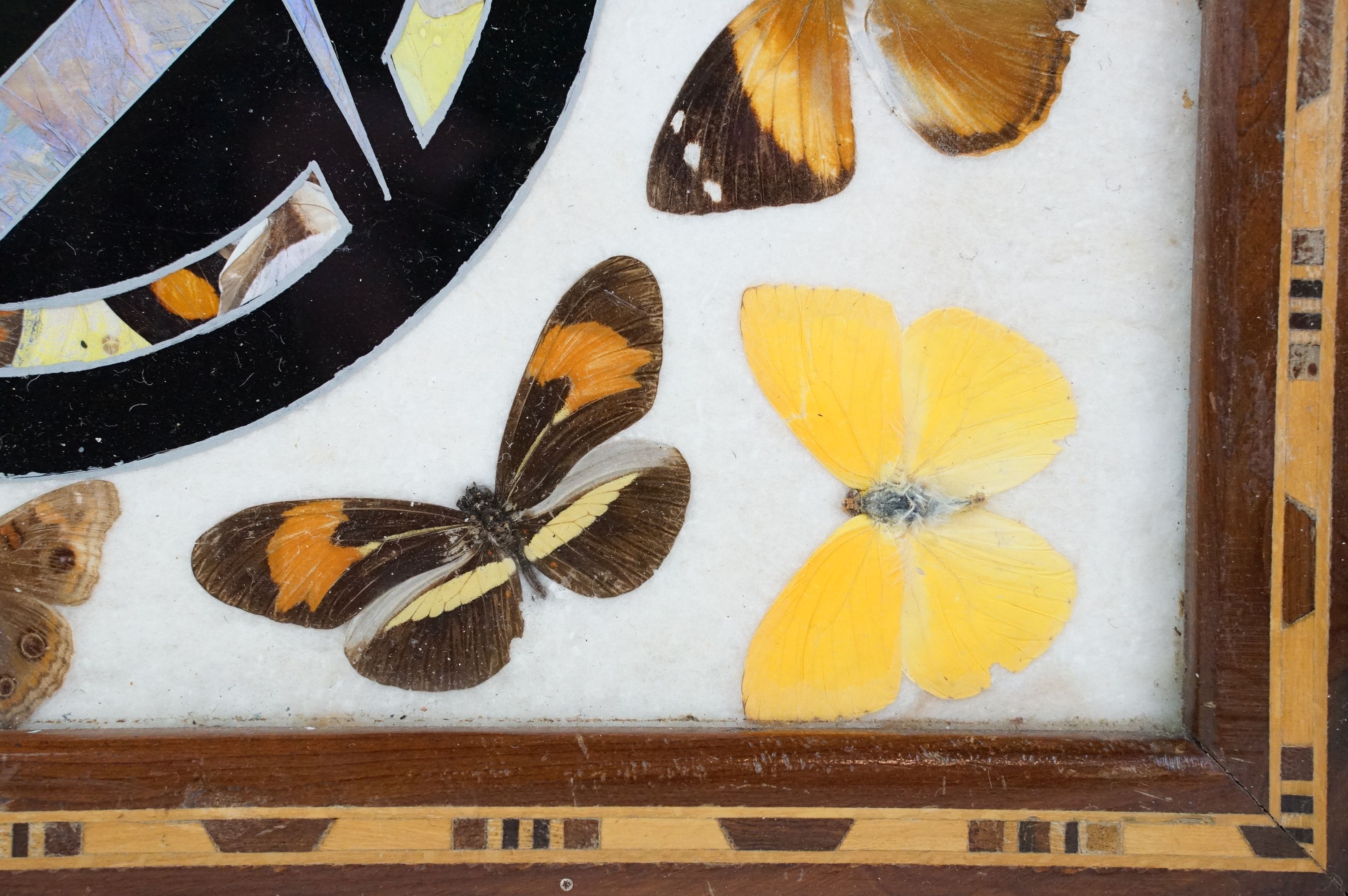 Early 20th century inlaid wooden tray with butterfly specimens and masonic butterfly wing emblem - Image 6 of 11