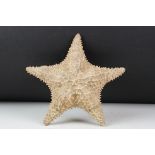 Taxidermy - A taxidermy starfish, measures approx 24cm wide