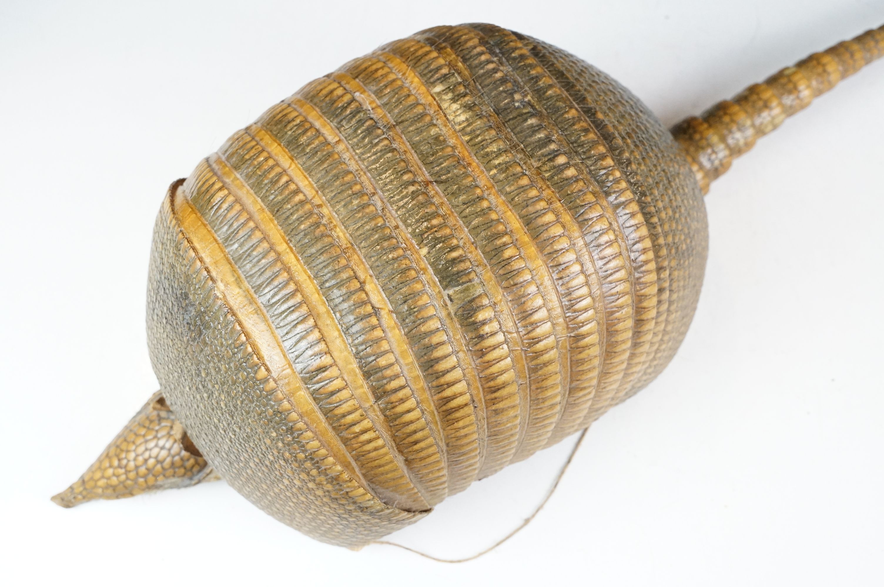 Taxidermy - A taxidermy armadillo shell, approx 68cm long - Image 3 of 11