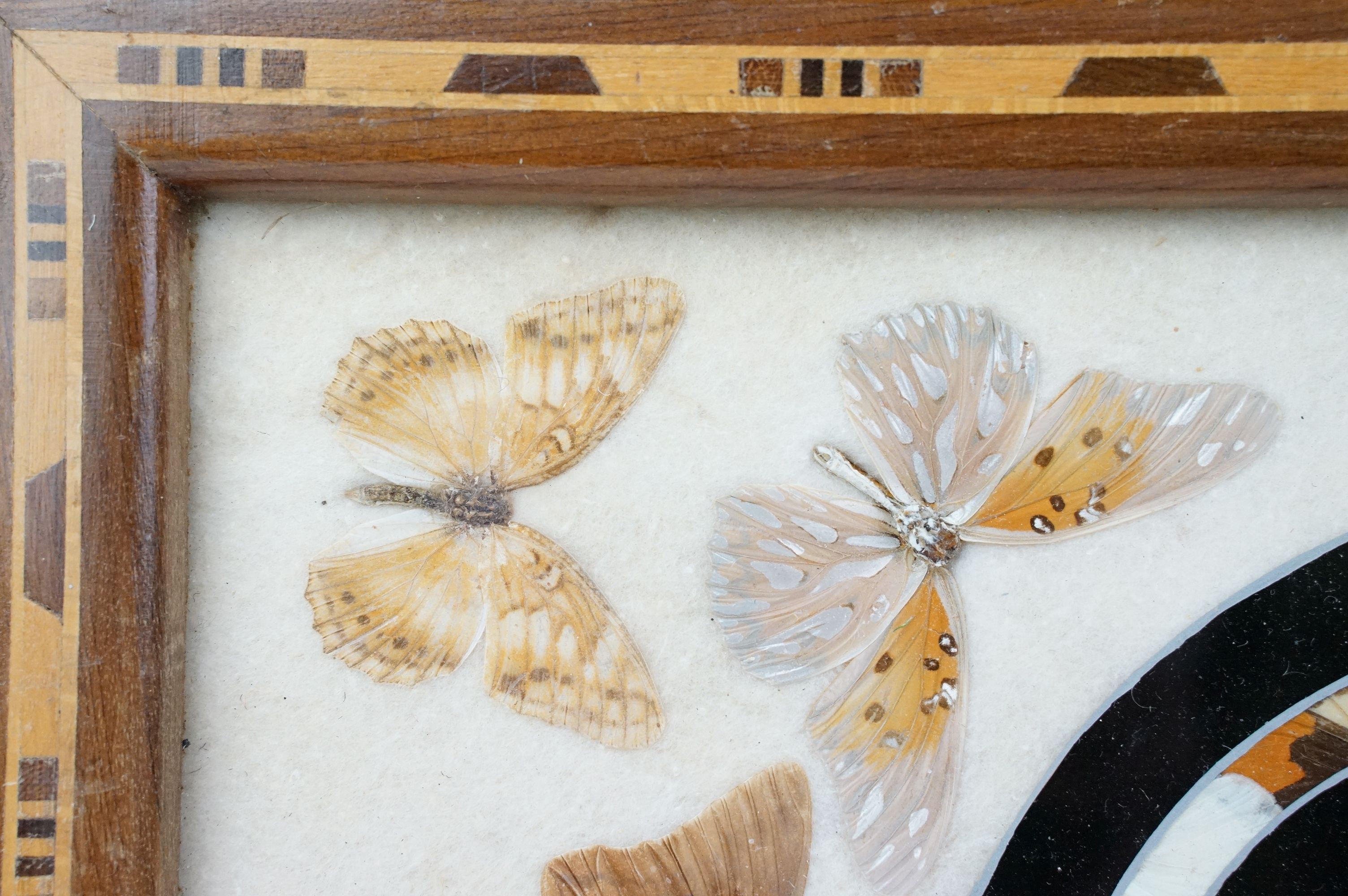 Early 20th century inlaid wooden tray with butterfly specimens and masonic butterfly wing emblem - Image 3 of 11
