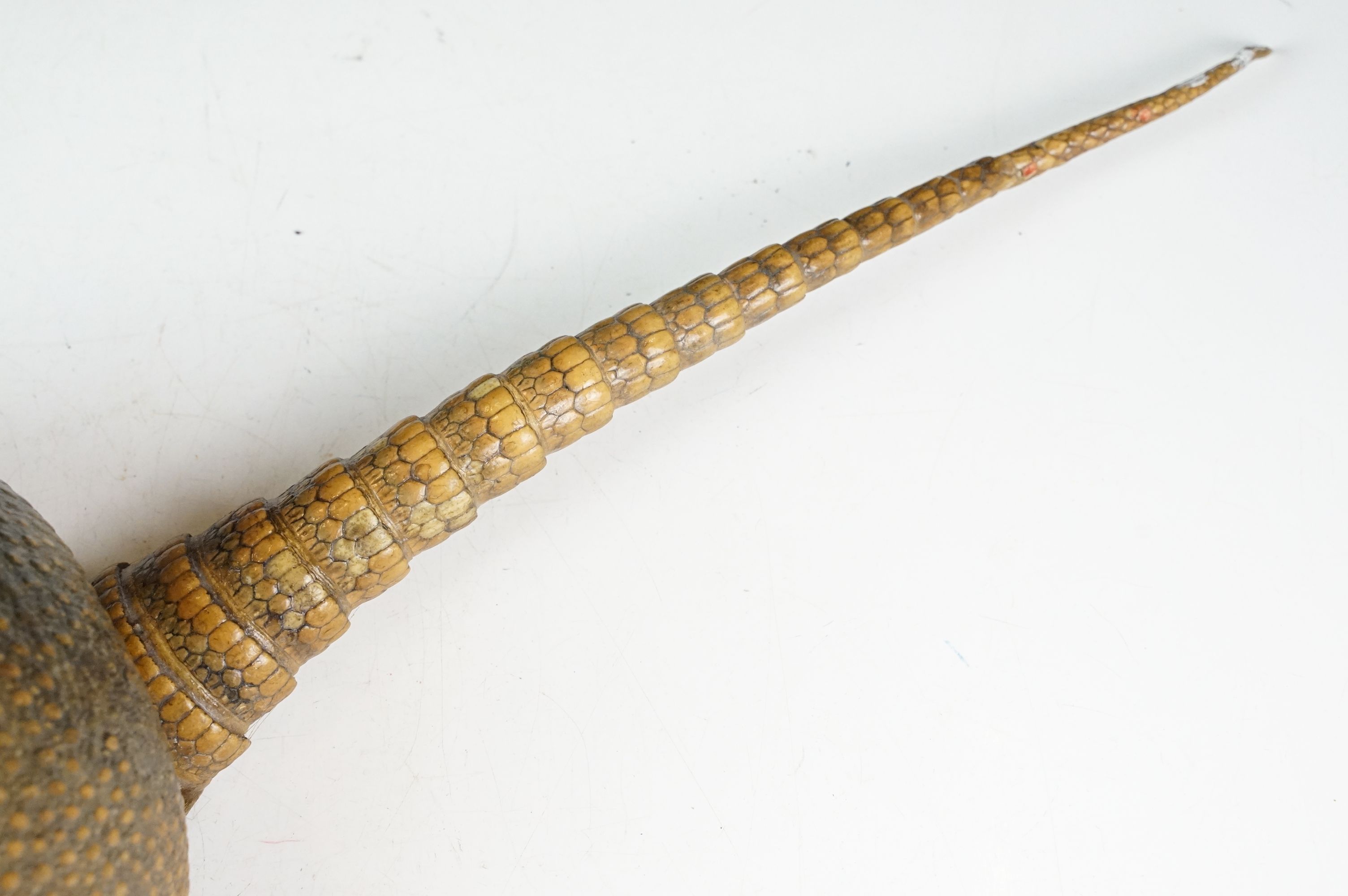 Taxidermy - A taxidermy armadillo shell, approx 68cm long - Image 4 of 11