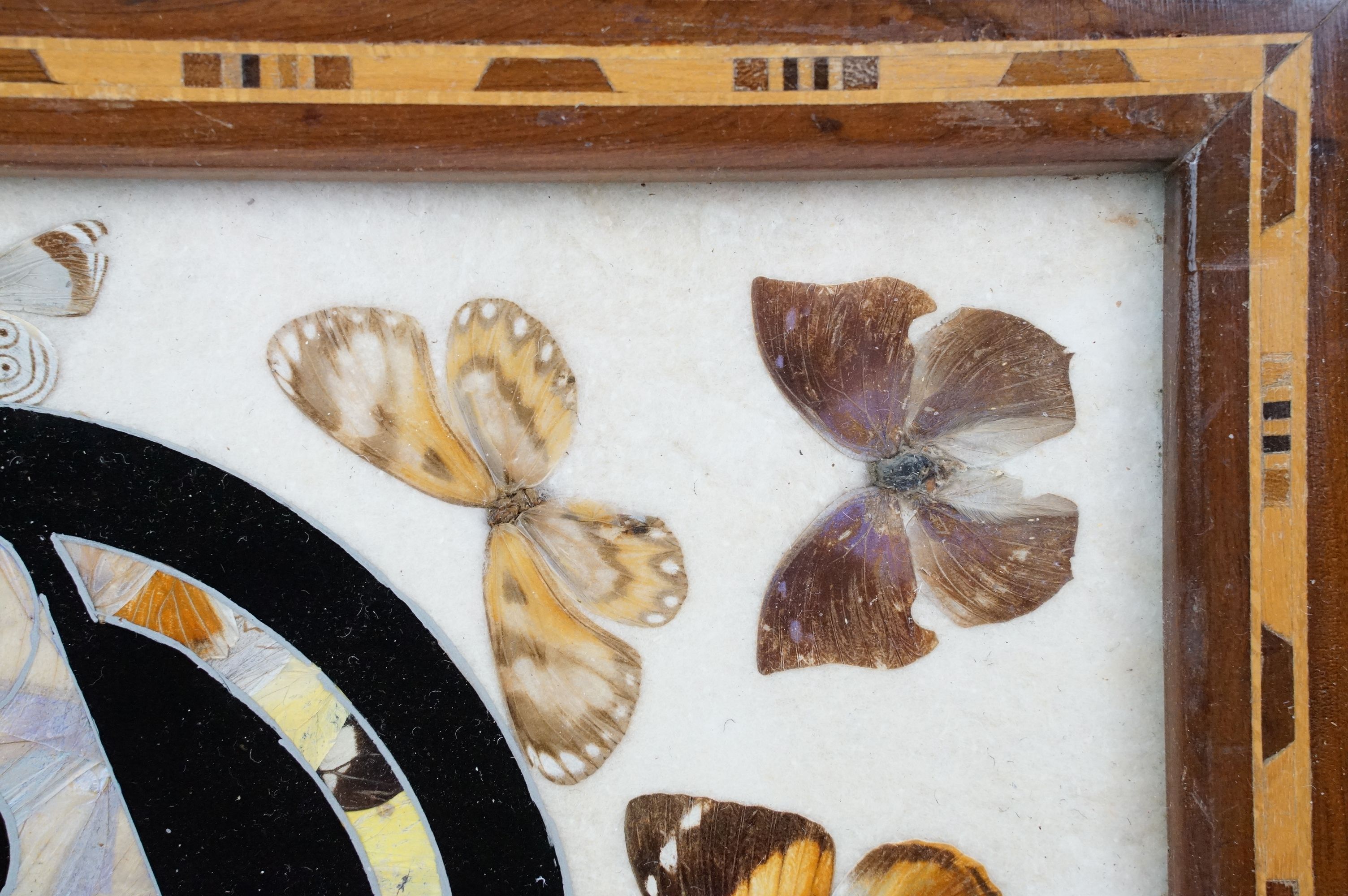 Early 20th century inlaid wooden tray with butterfly specimens and masonic butterfly wing emblem - Image 7 of 11