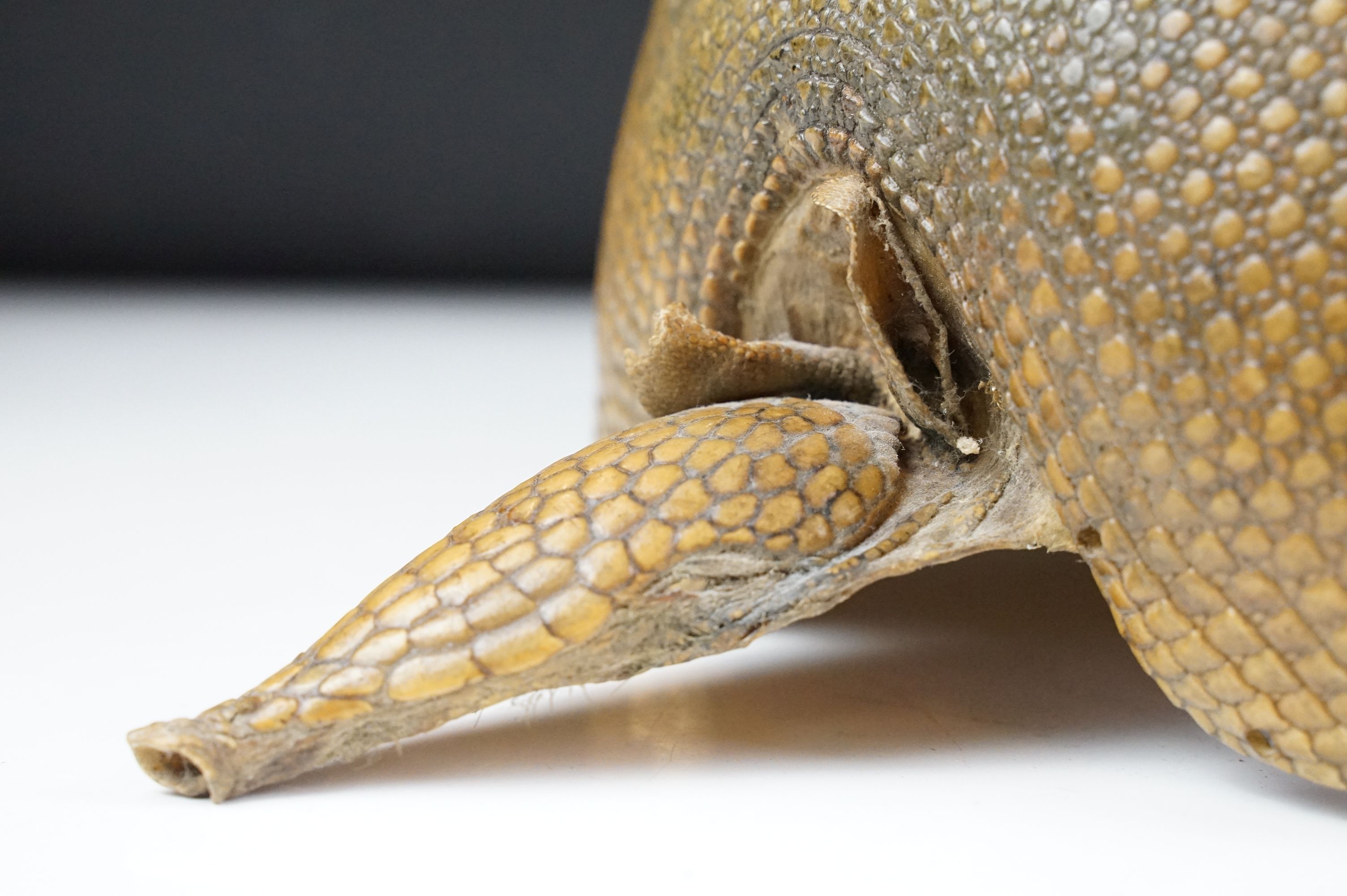 Taxidermy - A taxidermy armadillo shell, approx 68cm long - Image 5 of 11