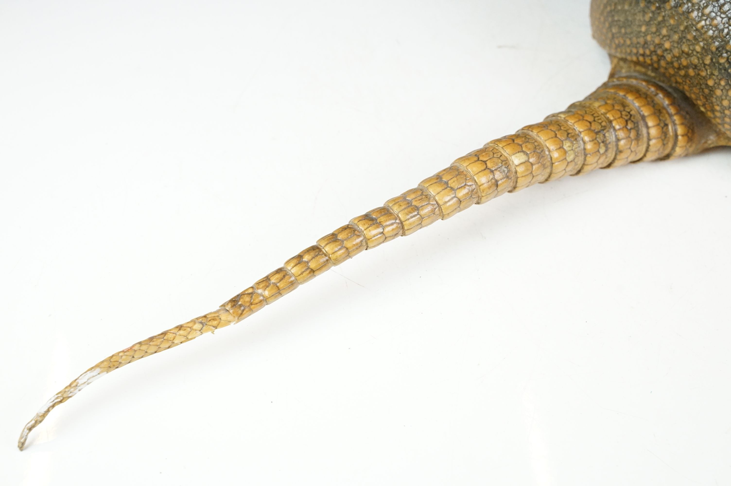Taxidermy - A taxidermy armadillo shell, approx 68cm long - Image 8 of 11