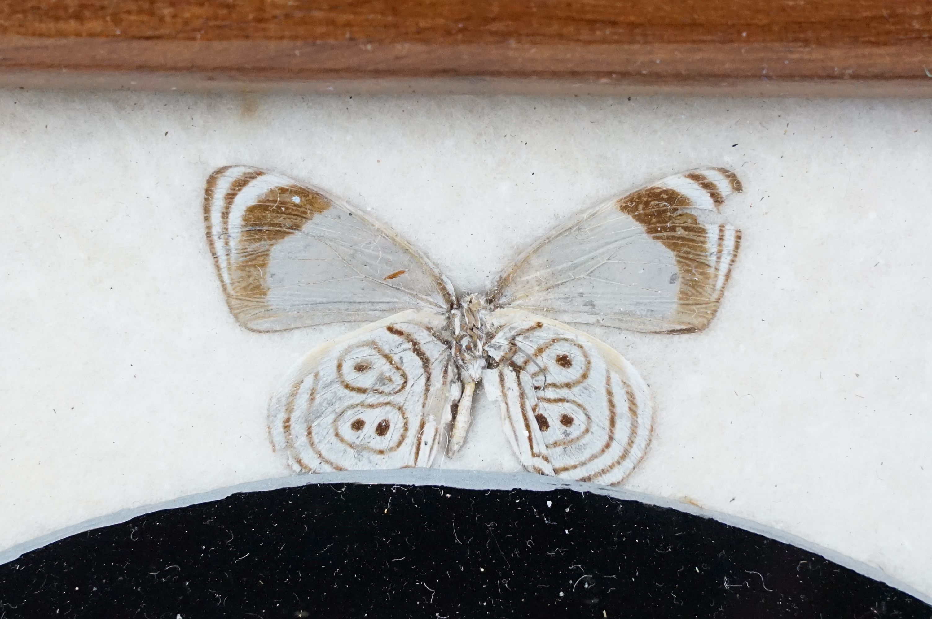 Early 20th century inlaid wooden tray with butterfly specimens and masonic butterfly wing emblem - Image 8 of 11